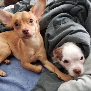 Meet your Posher, Christia